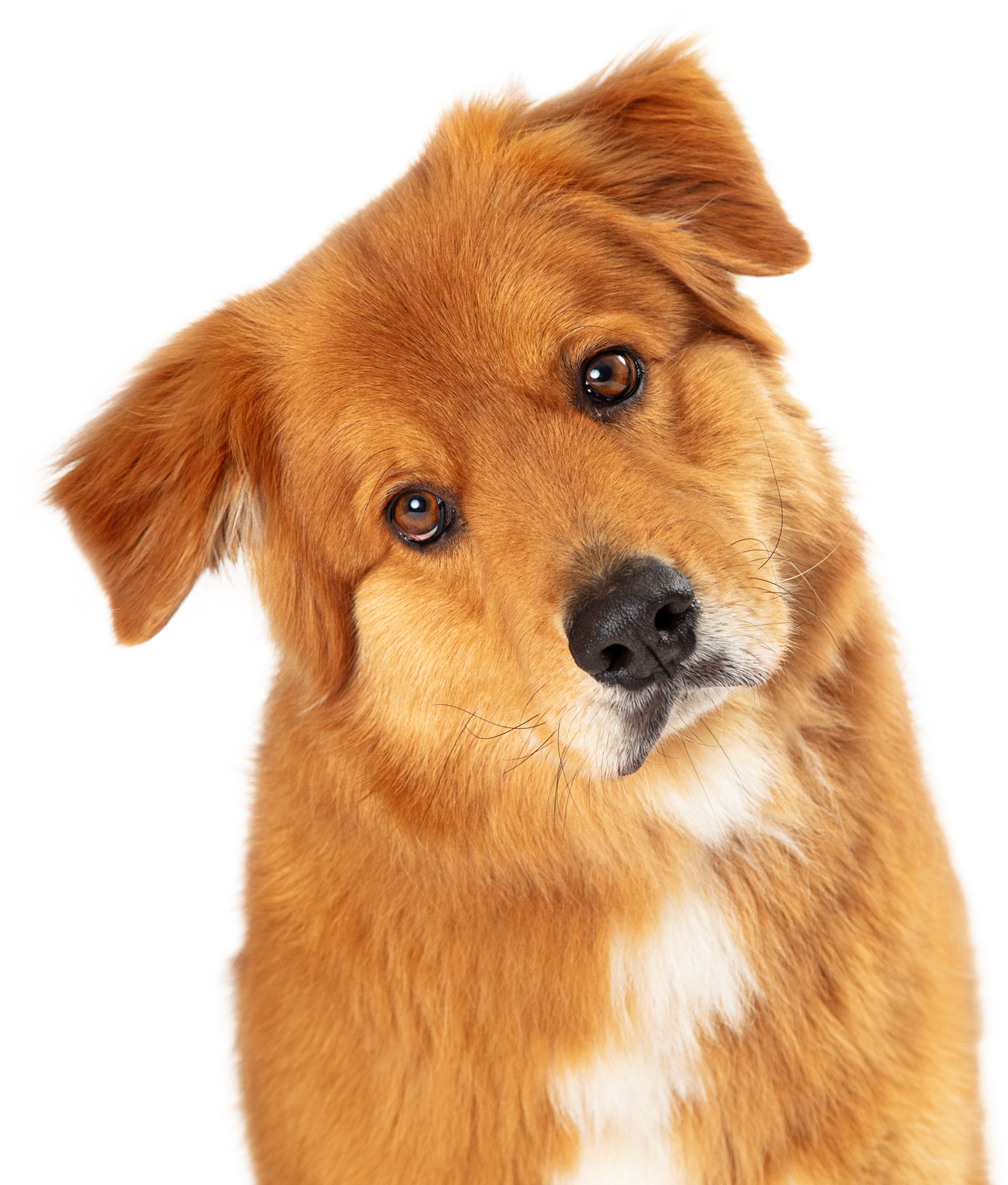 Large Brown Crossbreed Dog Tilting Head 