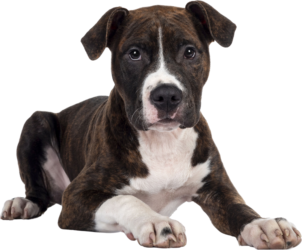 American Staffordshire Terrier on transparent background