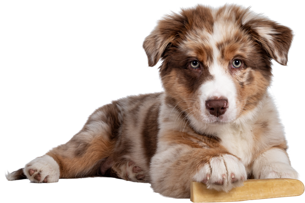 Brown Australian Shepherd Dog Puppy