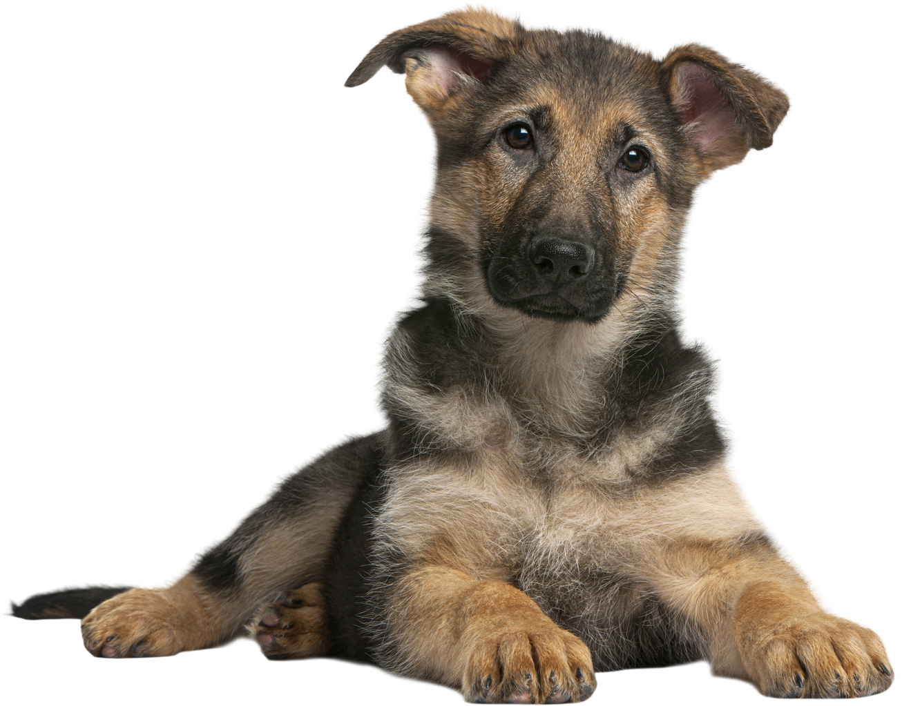 German Shepherd puppy, 4 months old, lying in front of white background